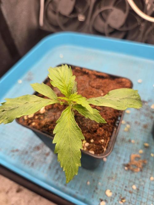 HSC All Gas OG-Autopot  Coco. Week 3