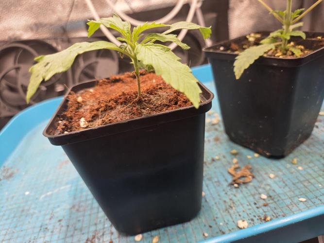 HSC All Gas OG-Autopot  Coco. Week 3