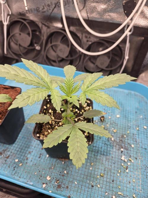 HSC All Gas OG-Autopot  Coco. Week 3