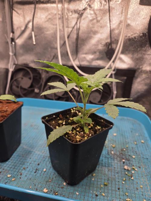 HSC All Gas OG-Autopot  Coco. Week 3