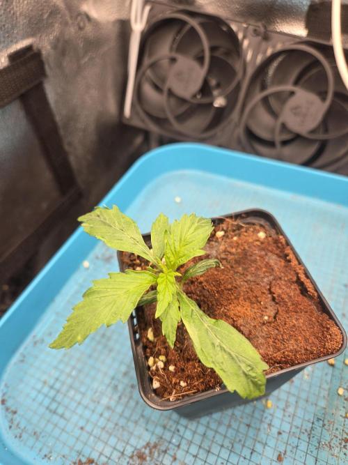 HSC All Gas OG-Autopot  Coco. Week 3