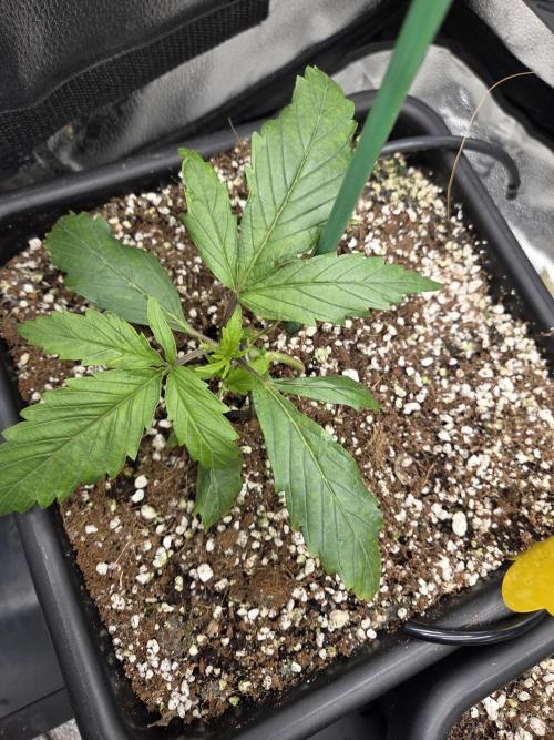 HSC All Gas OG-Autopot  Coco. Week 4