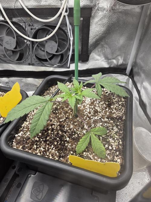 HSC All Gas OG-Autopot  Coco. Week 4