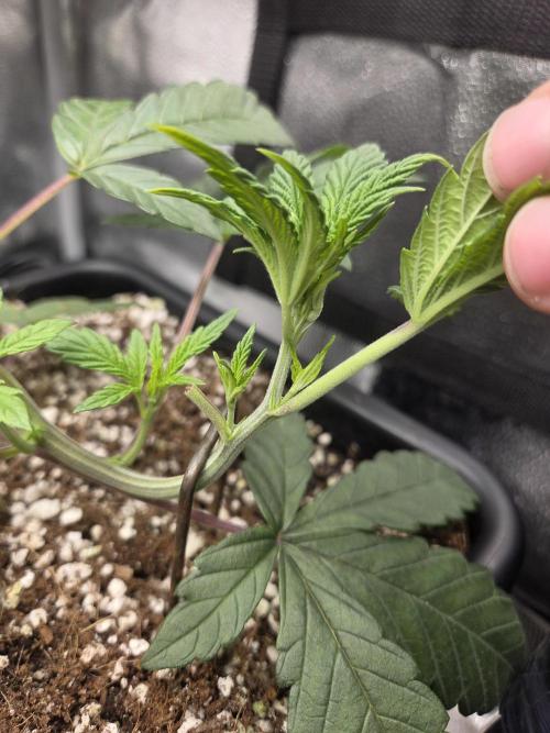 HSC All Gas OG-Autopot  Coco. Week 5