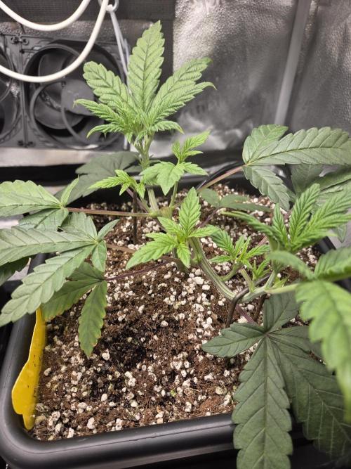 HSC All Gas OG-Autopot  Coco. Week 5