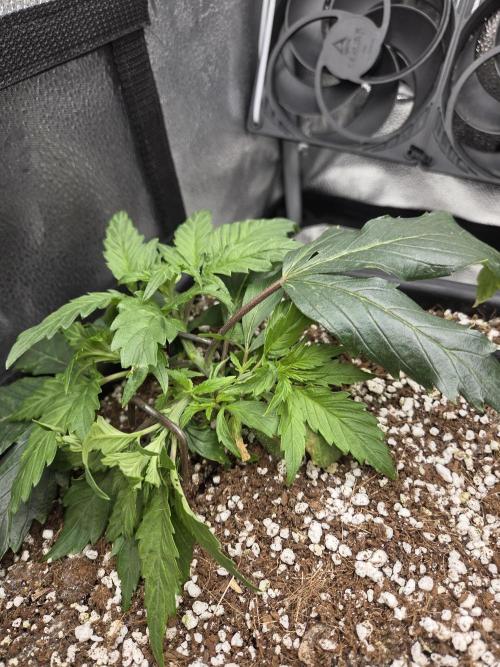 HSC All Gas OG-Autopot  Coco. Week 5