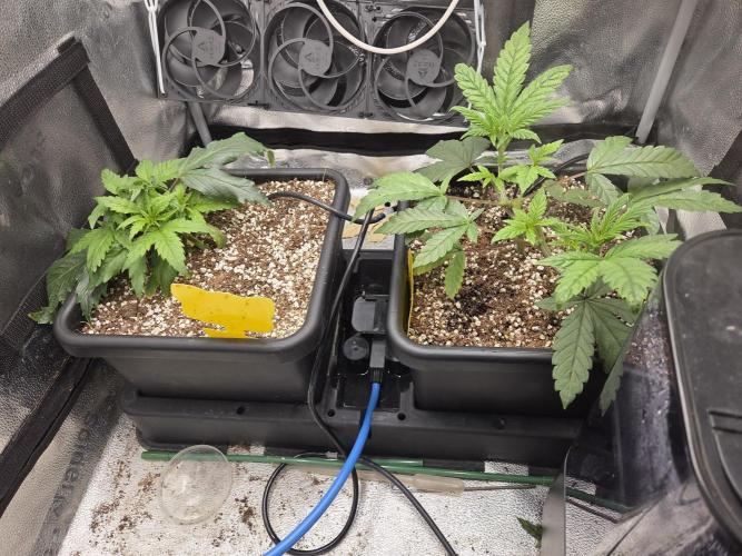 HSC All Gas OG-Autopot  Coco. Week 5