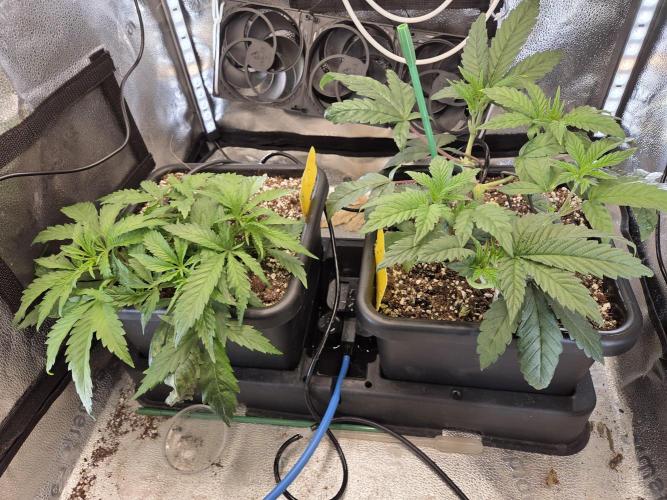 HSC All Gas OG-Autopot  Coco. Week 6