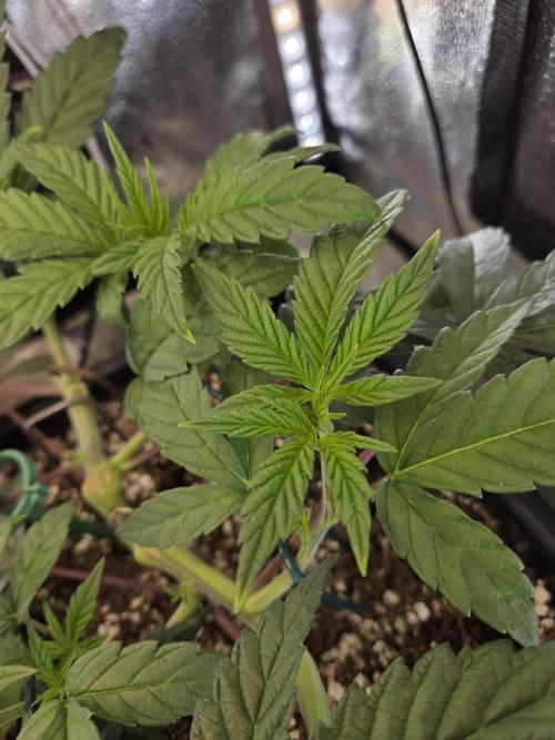 HSC All Gas OG-Autopot  Coco. Week 6