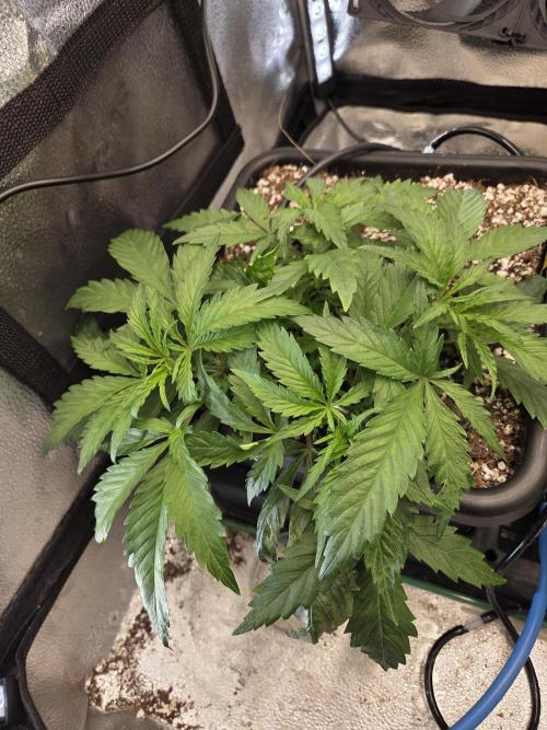 HSC All Gas OG-Autopot  Coco. Week 6