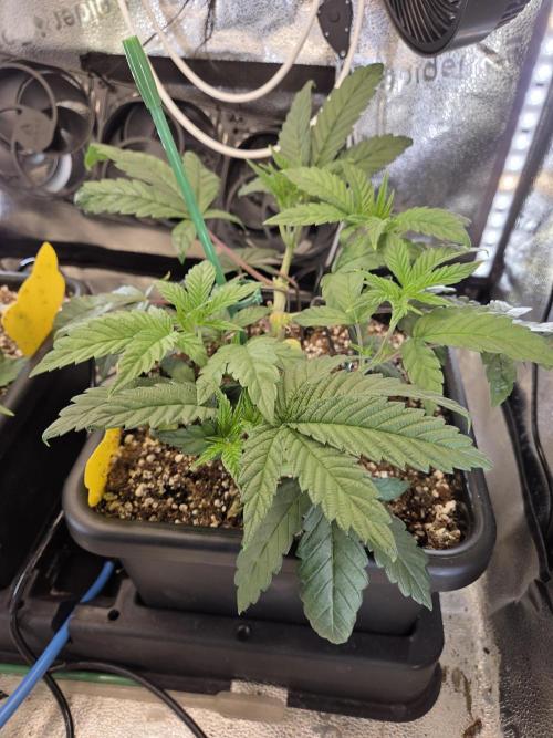 HSC All Gas OG-Autopot  Coco. Week 6