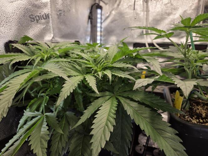 HSC All Gas OG-Autopot  Coco. Week 7