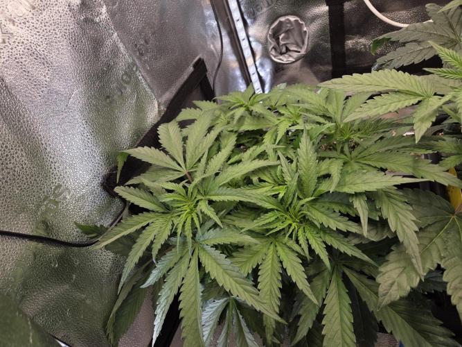 HSC All Gas OG-Autopot  Coco. Week 7