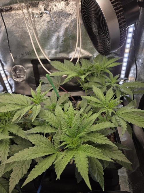 HSC All Gas OG-Autopot  Coco. Week 7
