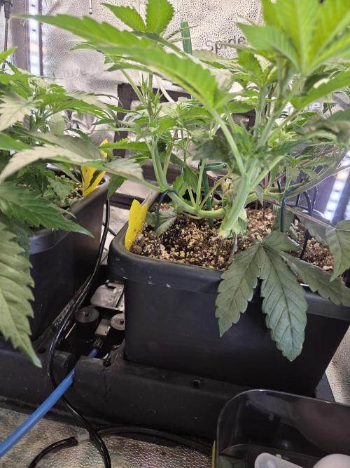 HSC All Gas OG-Autopot  Coco. Week 7