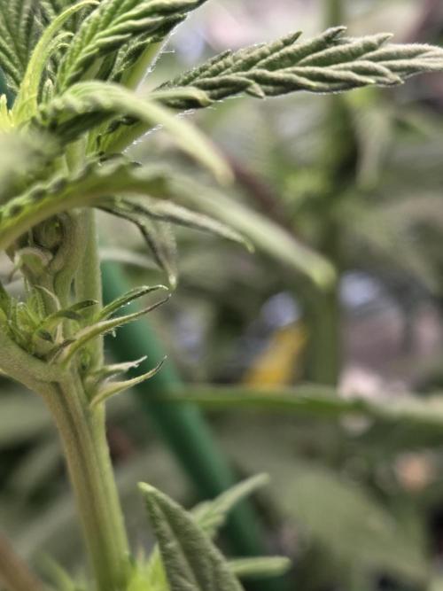 HSC All Gas OG-Autopot  Coco. Week 8