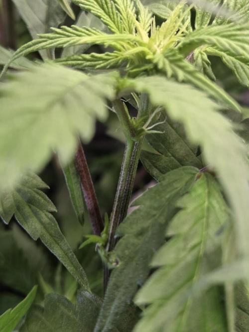 HSC All Gas OG-Autopot  Coco. Week 8