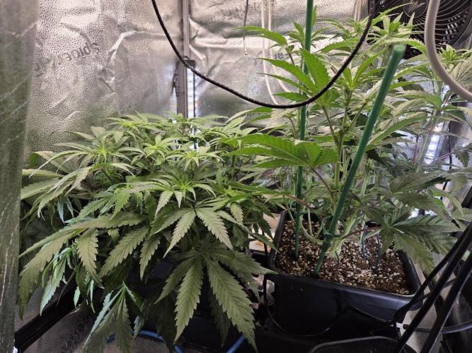 HSC All Gas OG-Autopot  Coco. Week 8