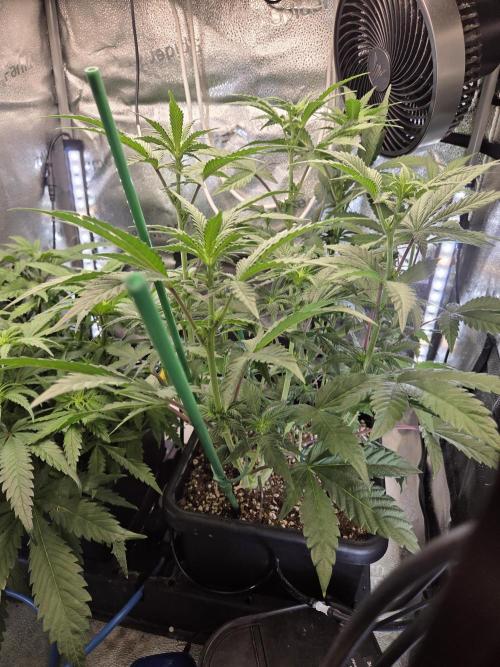 HSC All Gas OG-Autopot  Coco. Week 8