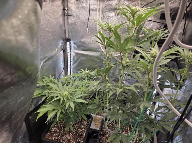 HSC All Gas OG-Autopot  Coco. Week 9