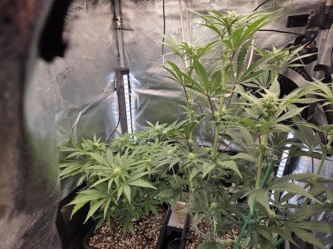 HSC All Gas OG-Autopot  Coco. Week 9