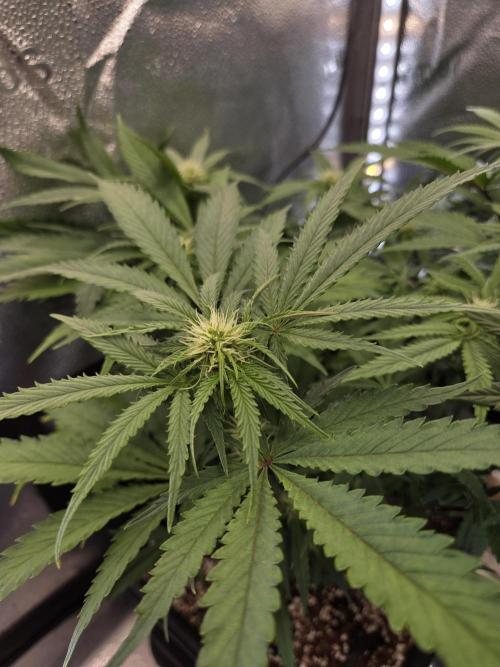 HSC All Gas OG-Autopot  Coco. Week 9