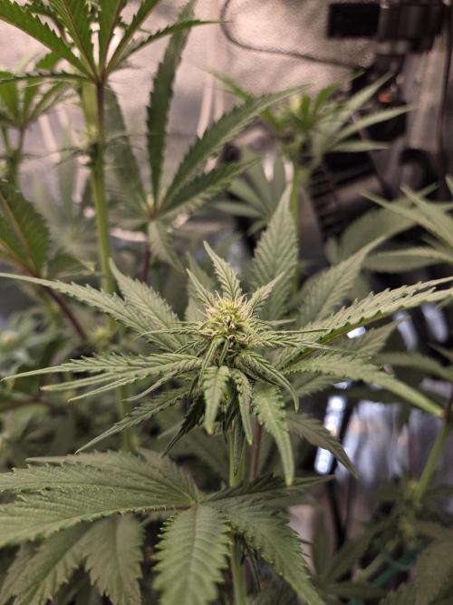 HSC All Gas OG-Autopot  Coco. Week 9