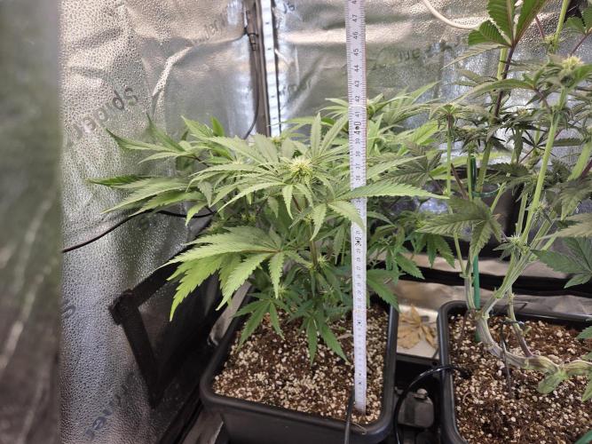 HSC All Gas OG-Autopot  Coco. Week 9