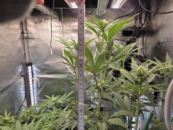 HSC All Gas OG-Autopot  Coco. Week 9