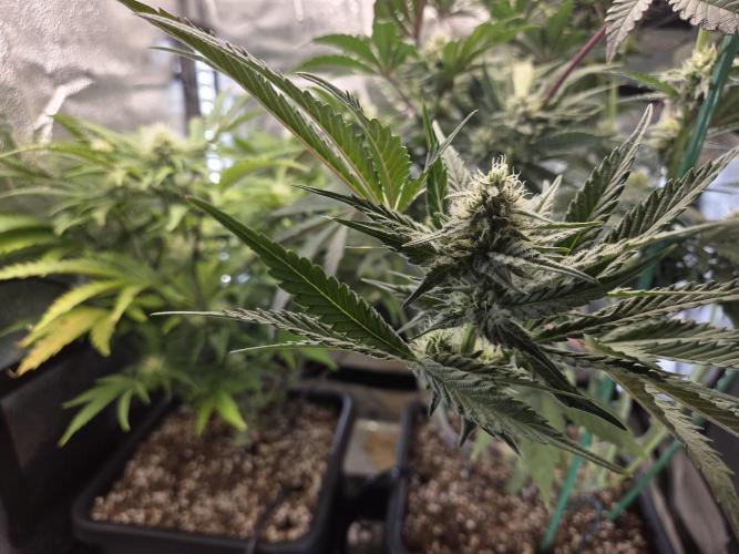 HSC All Gas OG-Autopot  Coco. Week 10