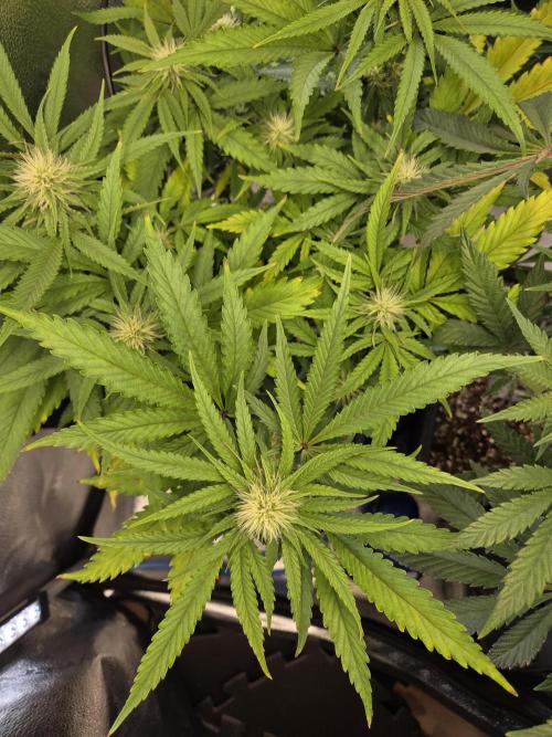 HSC All Gas OG-Autopot  Coco. Week 10