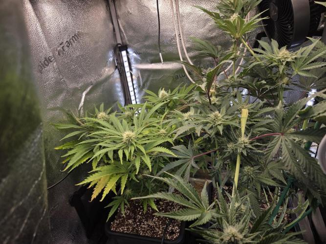 HSC All Gas OG-Autopot  Coco. Week 10