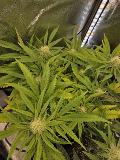 HSC All Gas OG-Autopot  Coco. Week 10