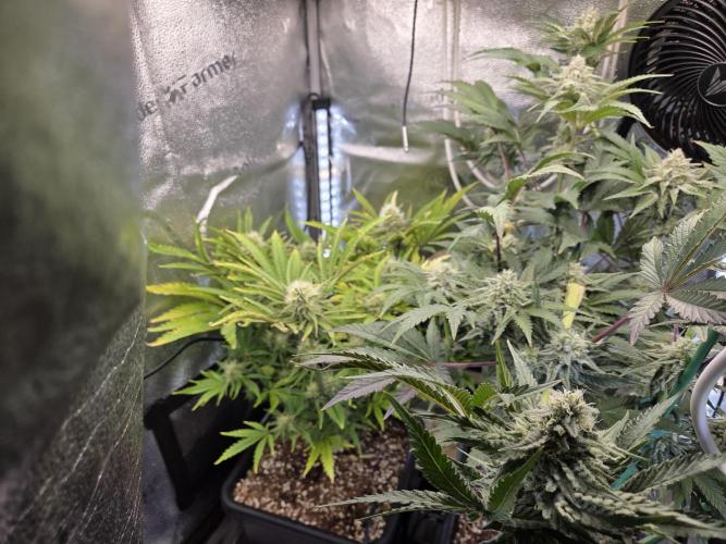 HSC All Gas OG-Autopot  Coco. Week 11