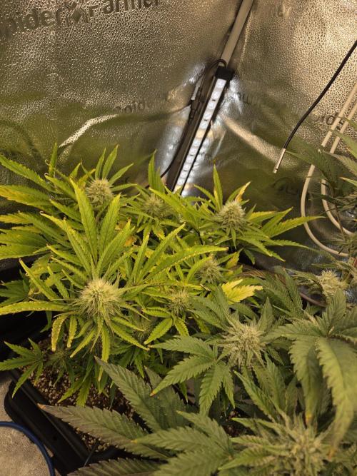 HSC All Gas OG-Autopot  Coco. Week 11