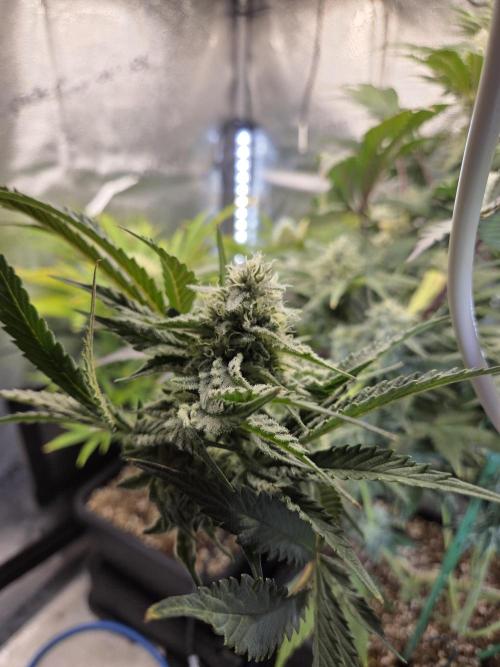 HSC All Gas OG-Autopot  Coco. Week 11