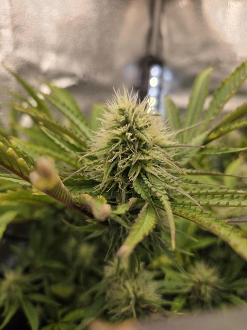 HSC All Gas OG-Autopot  Coco. Week 11