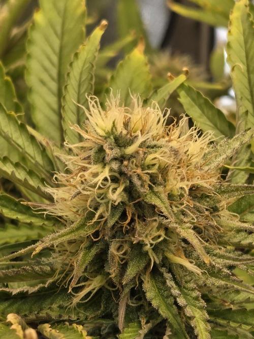 HSC All Gas OG-Autopot  Coco. Week 12