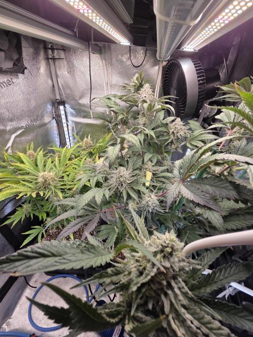 HSC All Gas OG-Autopot  Coco. Week 12