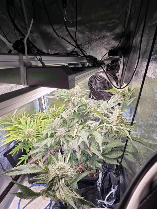 HSC All Gas OG-Autopot  Coco. Week 12