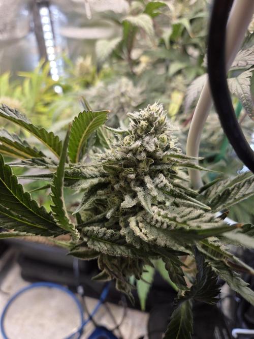 HSC All Gas OG-Autopot  Coco. Week 12