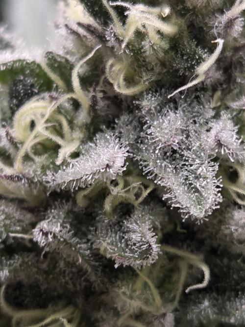 HSC All Gas OG-Autopot  Coco. Week 12