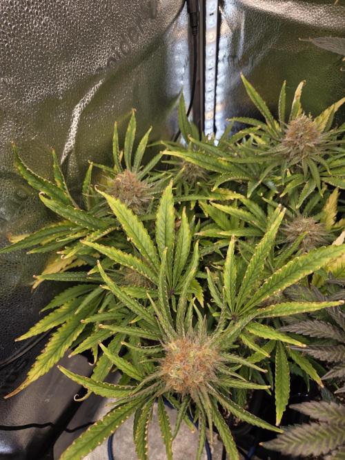 HSC All Gas OG-Autopot  Coco. Week 13