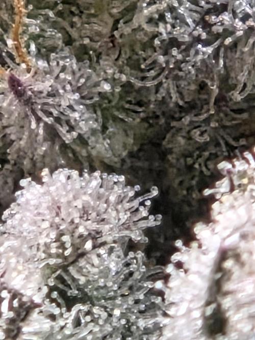 HSC All Gas OG-Autopot  Coco. Week 13