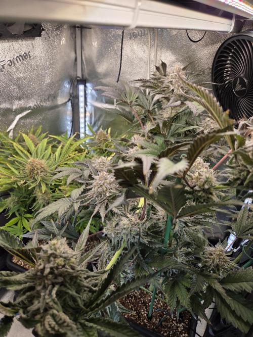 HSC All Gas OG-Autopot  Coco. Week 13