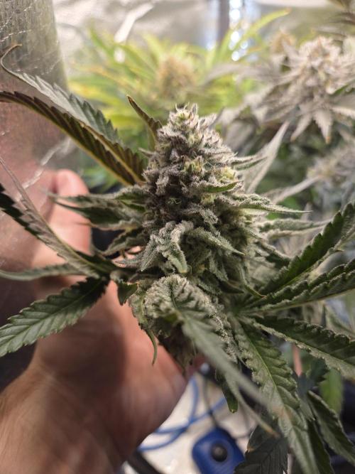 HSC All Gas OG-Autopot  Coco. Week 13
