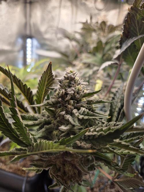 HSC All Gas OG-Autopot  Coco. Week 13