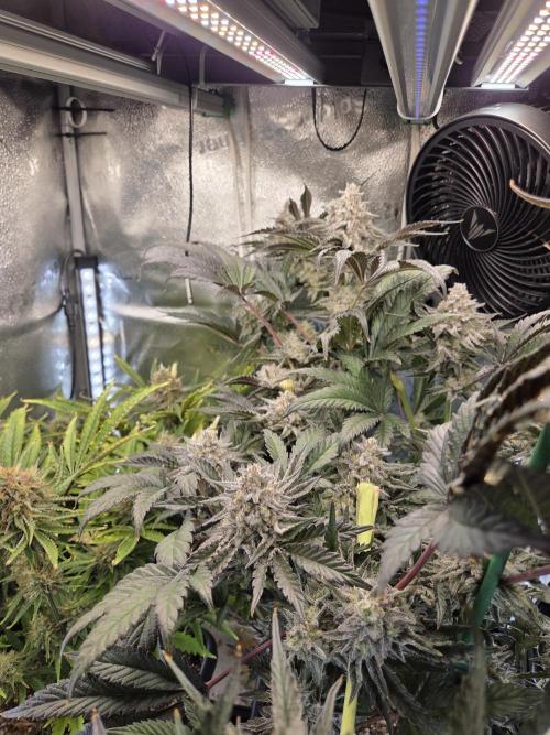 HSC All Gas OG-Autopot  Coco. Week 13