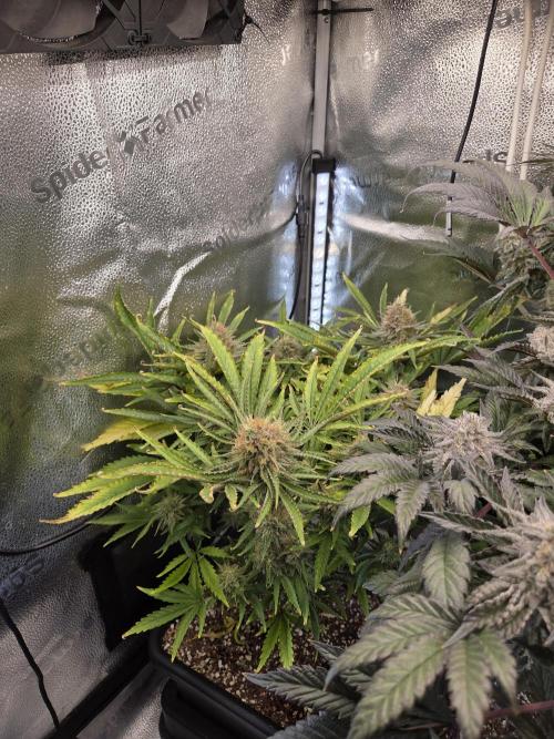 HSC All Gas OG-Autopot  Coco. Week 13