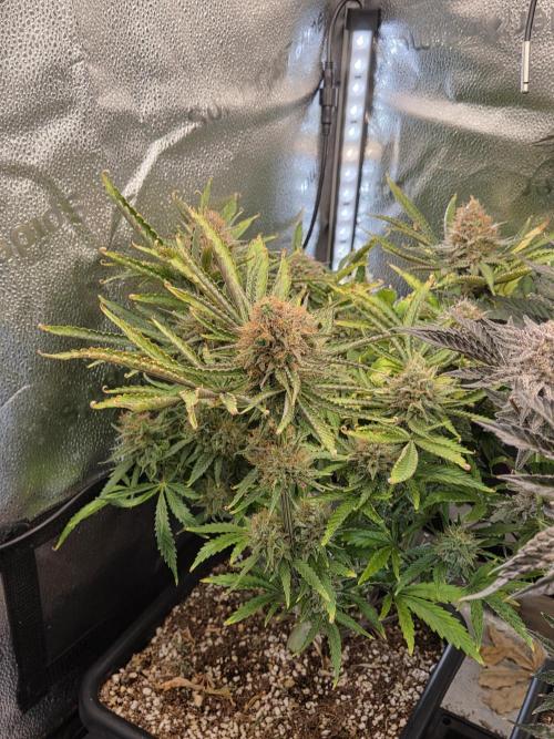 HSC All Gas OG-Autopot  Coco. Week 14